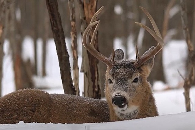 Refunds Offered To North Dakota Deer Hunters